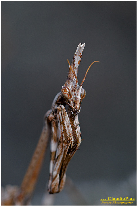 mantide empusa pennata, val d'aveto